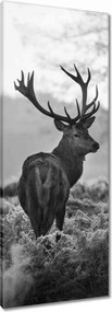 Vászonkép 40x100 Fekete-fehér szarvas