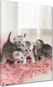 Vászonkép 50x70 Cica Cicák