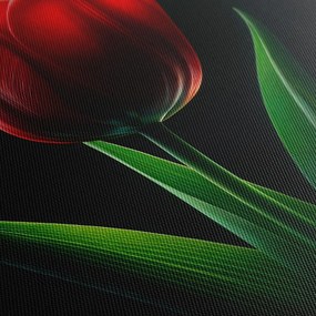 Kép tulipán virág éjjel