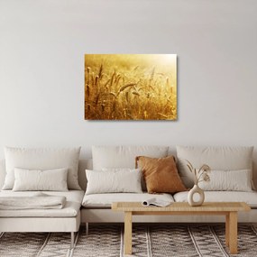 Kép - Gabonafül (üvegen) (70x50 cm)