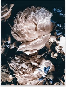 Fali Poszter Virágok Bazsarózsa Fekete Hálószoba Nappali Keret Nélkül 70x50