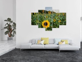 Kép - Napraforgómező II. (150x105 cm)