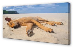 Canvas képek Fekvő kutya strand 100x50 cm