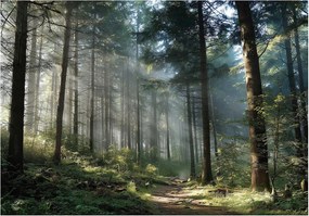 Fotótapéta erdő zöld napsugarak a fák között 254 x 184 15751ve4