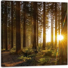 Vászonkép Naplemente Erdő Fák Természet 60X60 cm