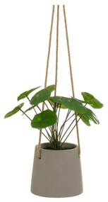 Műnövény (magasság 24 cm) Pilea – Casa Selección