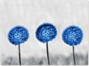 Poszterek 135x100 Kék pitypangok