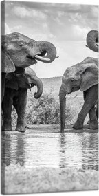 Vászonkép Elefántok a vízen Szürke Természet 40x80 cm