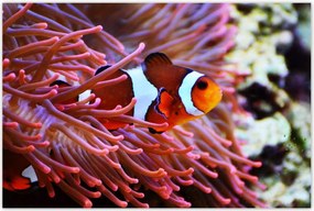 Poszterek 120x80 Narancssárga hal Rafa