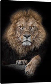 Vászonkép Szürke Oroszlán Arc Vaddisznó 60x100 cm Ideális ajándék