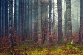 Fotótapéta az erdő titka