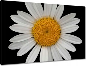 Vászonkép 90x60 Fehér kamillavirágok