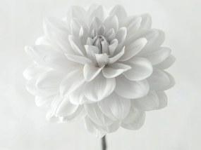 Poszter 40x30cm Dália virág fehér alapon, Assaf Frank
