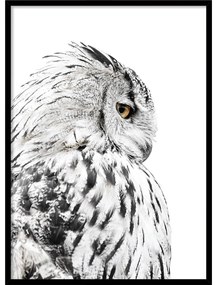 Kép 50x70 cm Owl – Styler