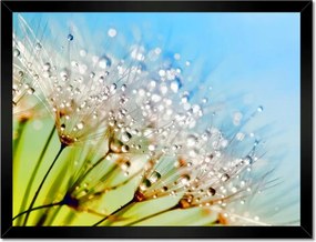 Poszterek keretben 40x30 Harmatcseppek Pitypang