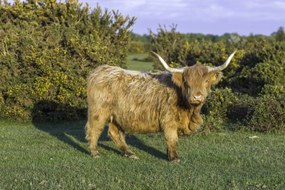 Poszter 91,5x61cm Tehén a faluban, Assaf Frank