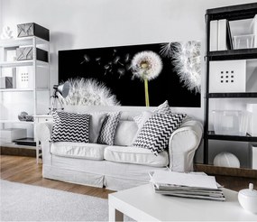 Flizelin fotótapéta Pitypang fekete alapon Makro 250x104 +ragasztó