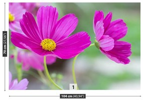Fotótapéta virágok kozmosz 104x70 cm