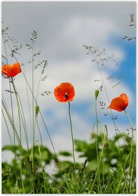 Poszterek 70x100 Piros mezei pipacs