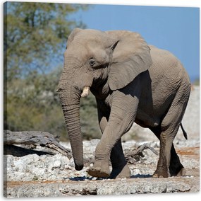 Vászonkép Nagy Szürke Elefánt Természet Sziklák Nap 80X80 cm