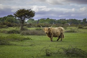 Poszter 91,5x61cm Tehén a faluban 3, Assaf Frank