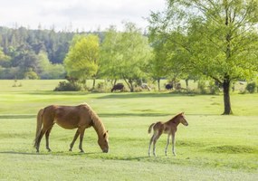 Poszter 66,5x46,5cm Ló és csikó, Assaf Frank