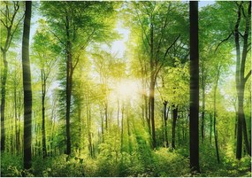 Dekoratív fotótapéta az irodába Erdei harmónia 208x146 Ragasztó