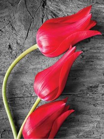 Flizelin fotótapéta Piros tulipánok a fán elegancia 206x275 +ragasztó