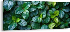 Kép - Zöld növények (120x50 cm)