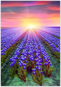 Poszterek 70x100 Tulipántenger Tulipánok