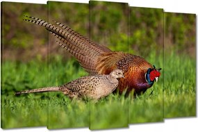 Festmények 150x95 Fácán család Madarak