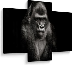 Kép - Gorilla (90x60 cm)