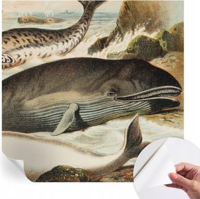 Öntapadós fotótapéta Konyha Mosható Tengeri óriások 250x250 cm