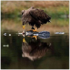 Poszterek 100x100 Madarak