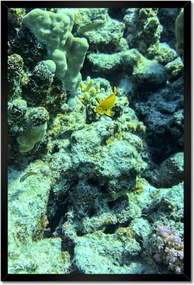 Poszterek keretben 40x60 Víz alatti világ a zátonyon