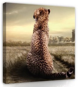 Kölyök leopárd, vászonkép, 80x80 cm méretben