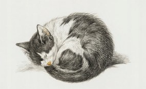 Dekoratív Fotótapéta Hálószobába Bájos cica 416x254 Ragasztó