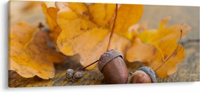 Kép - Őszi makk (120x50 cm)