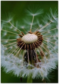 Poszterek 70x100 Pitypang Virág Virágok