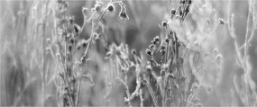 Kép - Wild Meadow (120x50 cm)