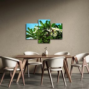 Kép - Plumeria (90x60 cm)