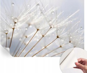 Modern öntapadós fali fotótapéta Rosa pitypang 152x104 cm