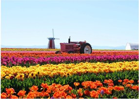 Tulipánfarm képe (70x50 cm)