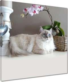 Vászonkép 50x50 Ragdoll fajta macska