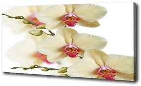 Vászonkép nyomtatás Orchidea oc-102443917