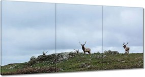 Vászonkép 180x90 Szarvas felszarvazott
