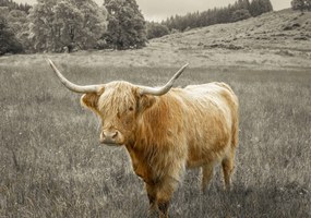 Poszter 66,5x46,5cm Hegyi tehén 3, Assaf Frank