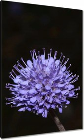 Vászonkép 70x100 Nőnap Ajándék Love