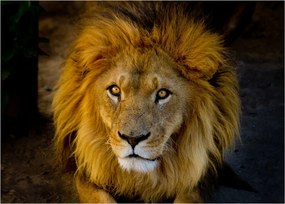 Üveg kép - Egy oroszlán portréja (70x50 cm)
