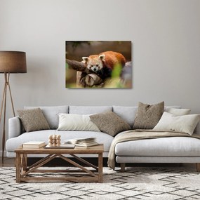 Vörös panda képe (üvegen) (70x50 cm)